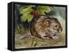 Field Vole (Microtus Agrestis), Cricetidae-null-Framed Stretched Canvas