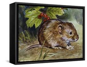 Field Vole (Microtus Agrestis), Cricetidae-null-Framed Stretched Canvas