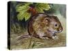 Field Vole (Microtus Agrestis), Cricetidae-null-Stretched Canvas