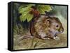 Field Vole (Microtus Agrestis), Cricetidae-null-Framed Stretched Canvas