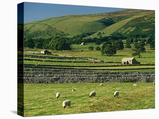 Field Walls of Littondale, Yorkshire Dales National Park, England-Paul Harris-Stretched Canvas