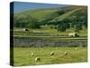 Field Walls of Littondale, Yorkshire Dales National Park, England-Paul Harris-Stretched Canvas