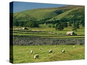 Field Walls of Littondale, Yorkshire Dales National Park, England-Paul Harris-Stretched Canvas