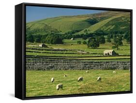 Field Walls of Littondale, Yorkshire Dales National Park, England-Paul Harris-Framed Stretched Canvas