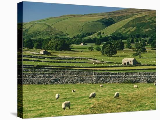 Field Walls of Littondale, Yorkshire Dales National Park, England-Paul Harris-Stretched Canvas