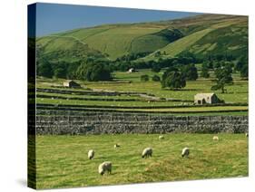 Field Walls of Littondale, Yorkshire Dales National Park, England-Paul Harris-Stretched Canvas