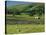 Field Walls of Littondale, Yorkshire Dales National Park, England-Paul Harris-Stretched Canvas