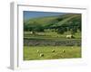 Field Walls of Littondale, Yorkshire Dales National Park, England-Paul Harris-Framed Photographic Print