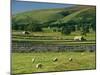 Field Walls of Littondale, Yorkshire Dales National Park, England-Paul Harris-Mounted Photographic Print
