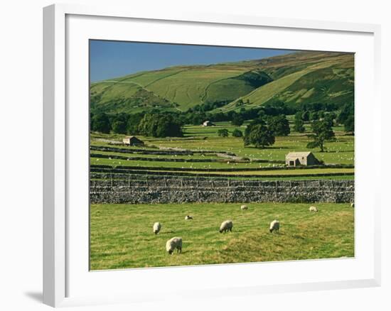 Field Walls of Littondale, Yorkshire Dales National Park, England-Paul Harris-Framed Photographic Print