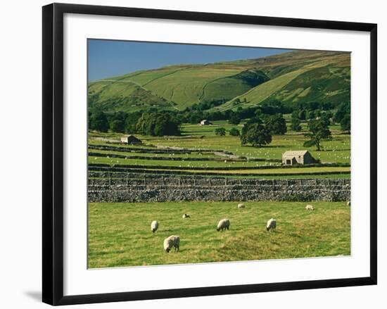 Field Walls of Littondale, Yorkshire Dales National Park, England-Paul Harris-Framed Photographic Print