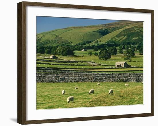 Field Walls of Littondale, Yorkshire Dales National Park, England-Paul Harris-Framed Photographic Print