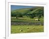 Field Walls of Littondale, Yorkshire Dales National Park, England-Paul Harris-Framed Photographic Print