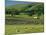 Field Walls of Littondale, Yorkshire Dales National Park, England-Paul Harris-Mounted Photographic Print