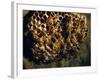 Field Wasps, Many, Colony, Honeycomb-Harald Kroiss-Framed Photographic Print