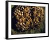 Field Wasps, Many, Colony, Honeycomb-Harald Kroiss-Framed Photographic Print