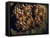 Field Wasps, Many, Colony, Honeycomb-Harald Kroiss-Framed Stretched Canvas