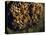 Field Wasps, Many, Colony, Honeycomb-Harald Kroiss-Stretched Canvas