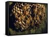 Field Wasps, Many, Colony, Honeycomb-Harald Kroiss-Framed Stretched Canvas