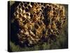 Field Wasps, Many, Colony, Honeycomb-Harald Kroiss-Stretched Canvas