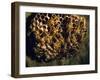 Field Wasps, Many, Colony, Honeycomb-Harald Kroiss-Framed Photographic Print