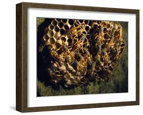 Field Wasps, Many, Colony, Honeycomb-Harald Kroiss-Framed Photographic Print