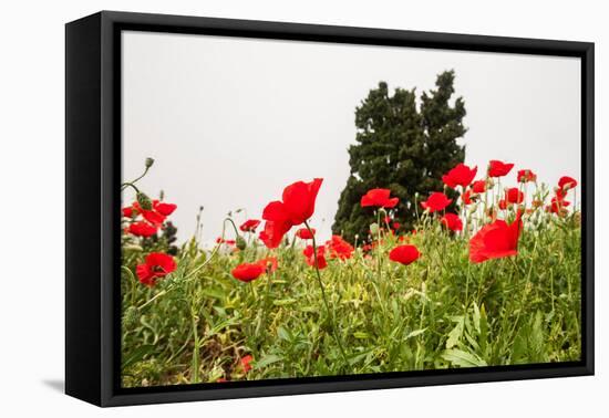 Field with A Beautiful Red Poppies-Olga Gavrilova-Framed Stretched Canvas