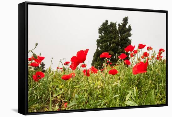 Field with A Beautiful Red Poppies-Olga Gavrilova-Framed Stretched Canvas