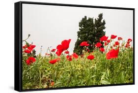 Field with A Beautiful Red Poppies-Olga Gavrilova-Framed Stretched Canvas