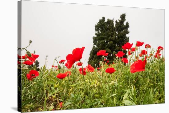 Field with A Beautiful Red Poppies-Olga Gavrilova-Stretched Canvas