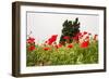 Field with A Beautiful Red Poppies-Olga Gavrilova-Framed Photographic Print