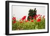 Field with A Beautiful Red Poppies-Olga Gavrilova-Framed Photographic Print