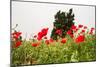 Field with A Beautiful Red Poppies-Olga Gavrilova-Mounted Photographic Print