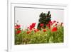 Field with A Beautiful Red Poppies-Olga Gavrilova-Framed Photographic Print