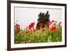 Field with A Beautiful Red Poppies-Olga Gavrilova-Framed Photographic Print