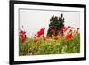 Field with A Beautiful Red Poppies-Olga Gavrilova-Framed Photographic Print