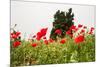 Field with A Beautiful Red Poppies-Olga Gavrilova-Mounted Photographic Print