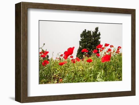 Field with A Beautiful Red Poppies-Olga Gavrilova-Framed Photographic Print