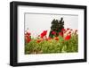 Field with A Beautiful Red Poppies-Olga Gavrilova-Framed Photographic Print