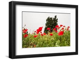 Field with A Beautiful Red Poppies-Olga Gavrilova-Framed Photographic Print