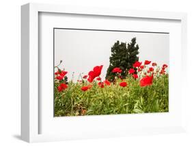 Field with A Beautiful Red Poppies-Olga Gavrilova-Framed Photographic Print