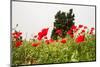 Field with A Beautiful Red Poppies-Olga Gavrilova-Mounted Photographic Print