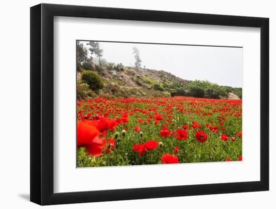 Field with A Beautiful Red Poppies-Olga Gavrilova-Framed Photographic Print