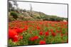 Field with A Beautiful Red Poppies-Olga Gavrilova-Mounted Photographic Print