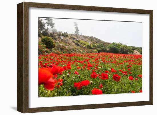 Field with A Beautiful Red Poppies-Olga Gavrilova-Framed Photographic Print