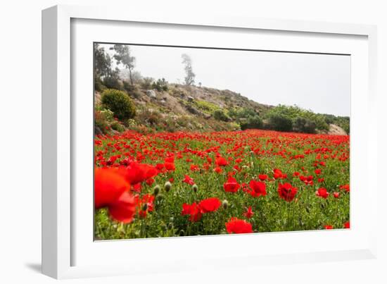 Field with A Beautiful Red Poppies-Olga Gavrilova-Framed Photographic Print