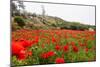 Field with A Beautiful Red Poppies-Olga Gavrilova-Mounted Photographic Print