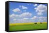 Field with Barn-null-Framed Stretched Canvas