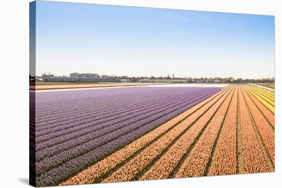 Field with Blooming Hyacinth Bulbs in the Netherlands-Ruud Morijn-Stretched Canvas