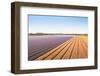 Field with Blooming Hyacinth Bulbs in the Netherlands-Ruud Morijn-Framed Photographic Print